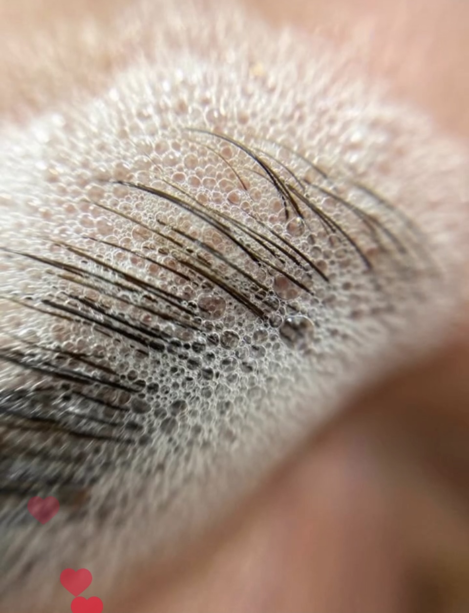 Skropstas un uzacis, Ventspils