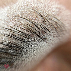 Брови и ресницы, Ventspils