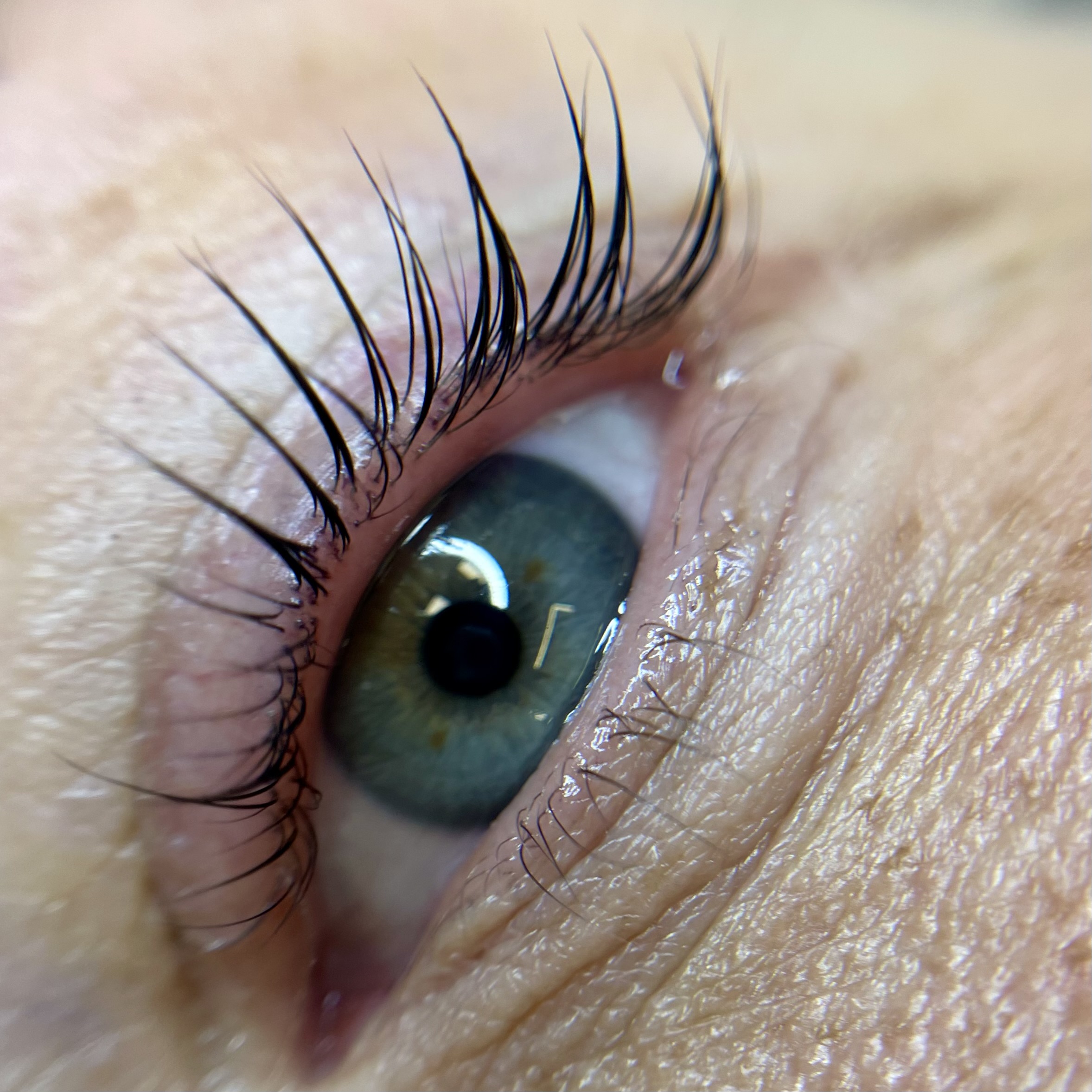 Skropstas un uzacis, Rīga