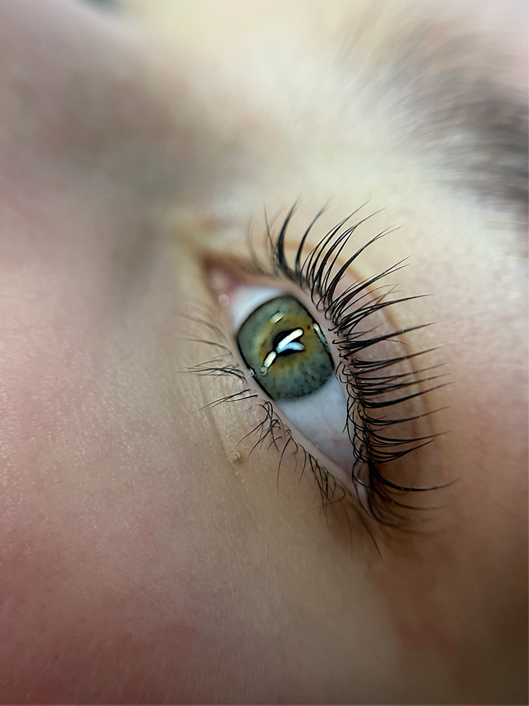 Skropstas un uzacis, Jelgava